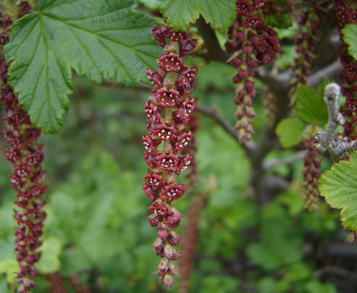 Ribes magellanicus - ONG AUMEN